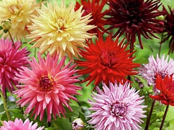 Dahlia Cactus-like: growing from seeds 