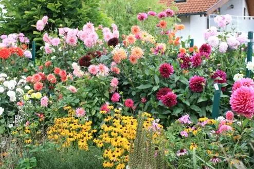 Dahlia Cactus-like: growing from seeds 