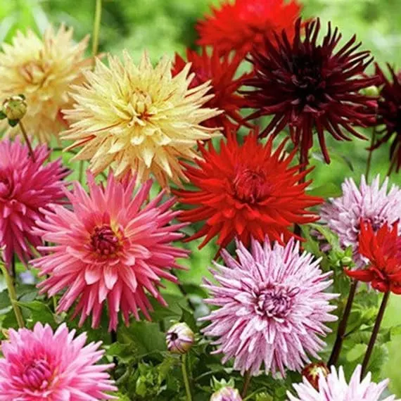 Dahlia Cactus-like: growing from seeds 