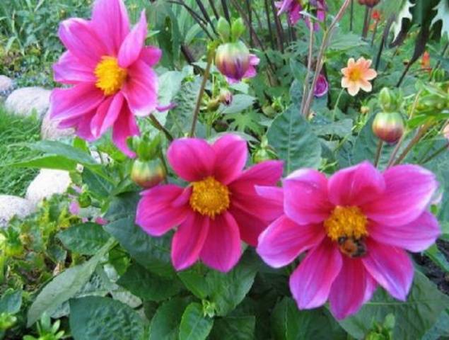 Dahlia Merry Fellows: description, cultivation from seeds