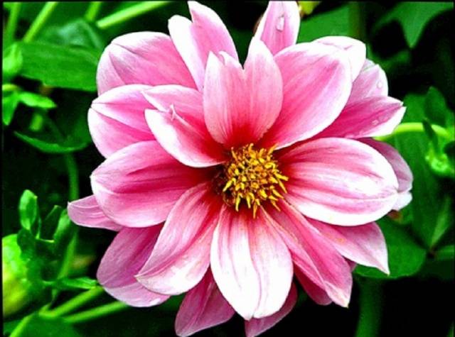 Dahlia Merry Fellows: description, cultivation from seeds