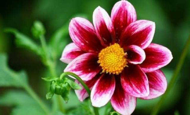 Dahlia Merry Fellows: description, cultivation from seeds