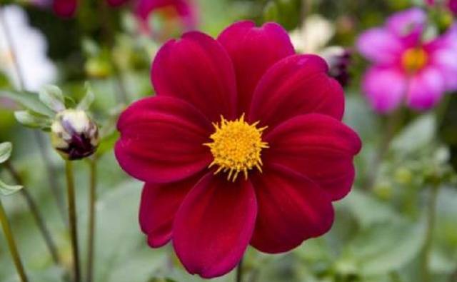 Dahlia Merry Fellows: description, cultivation from seeds