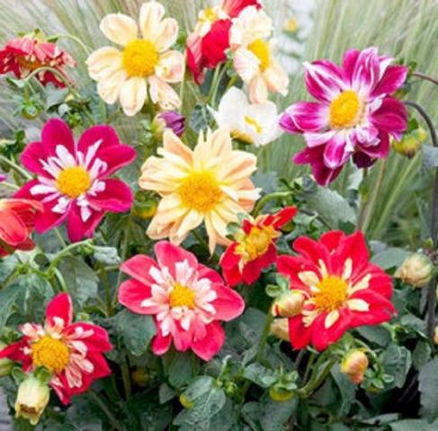 Dahlia Merry Fellows: description, cultivation from seeds