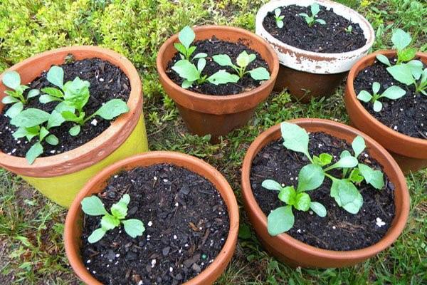 Dahlia &#8220;Merry Fellows&#8221;: description, cultivation from seeds