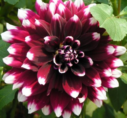 Dahlia Mystery Day