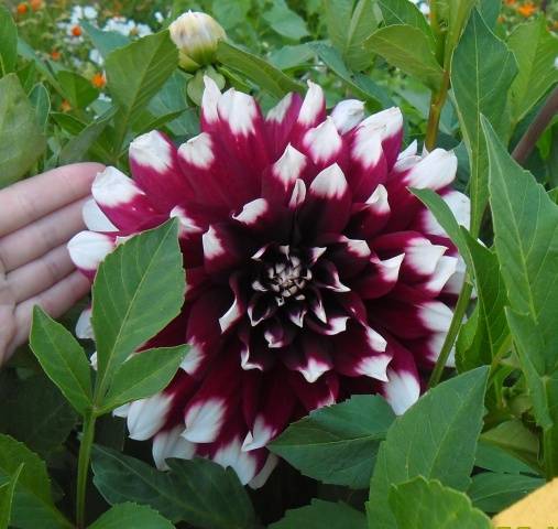 Dahlia Mystery Day