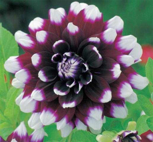 Dahlia Mystery Day