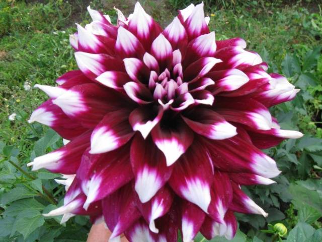 Dahlia Mystery Day