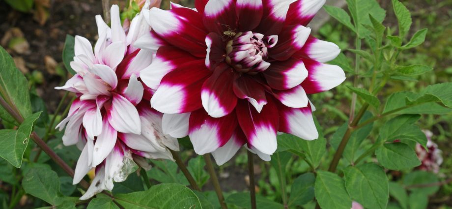 Dahlia Mystery Day