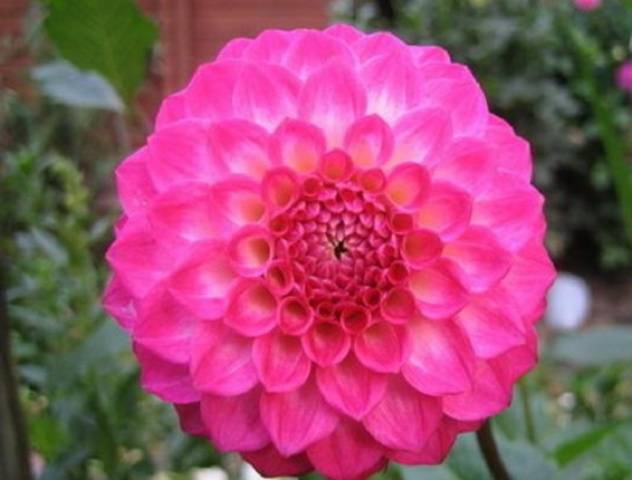 Dahlia pompom: description + photo 