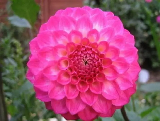 Dahlia pompom: description + photo 