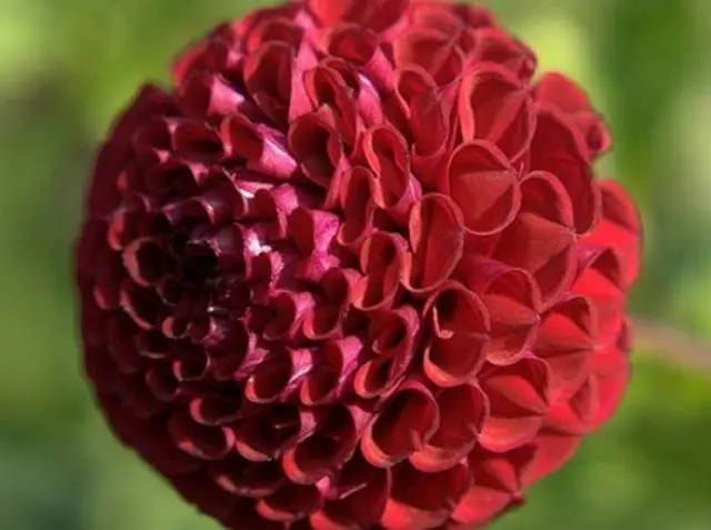 Dahlia pompom: description + photo 