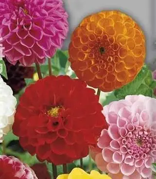 Dahlia pompom: description + photo 