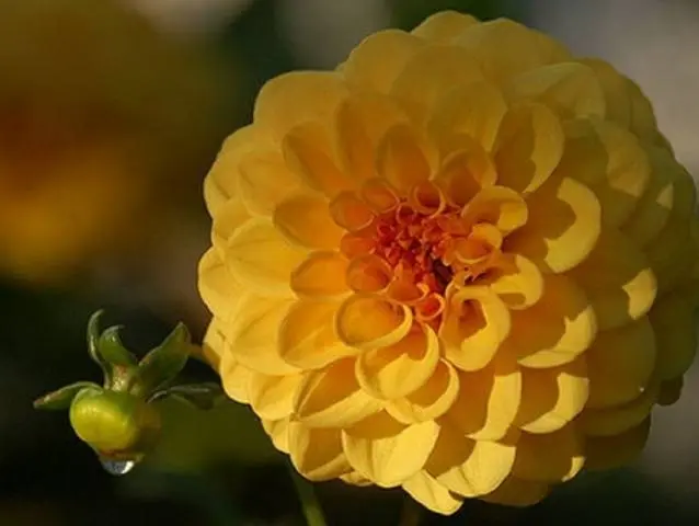 Dahlia pompom: description + photo 