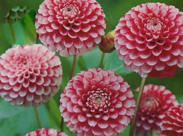 Dahlia pompom: description + photo 