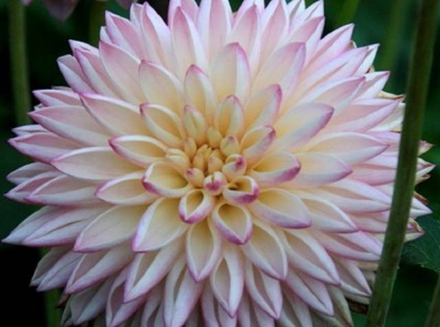 Dahlia pompom: description + photo 