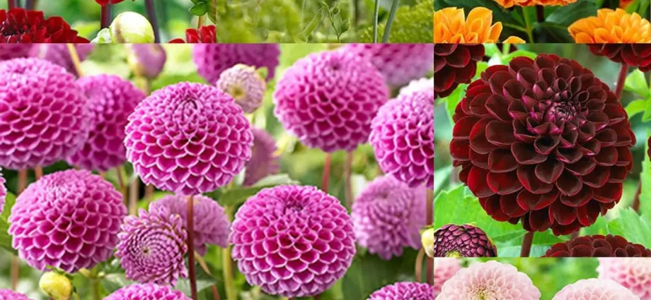 Dahlia pompom: description + photo 