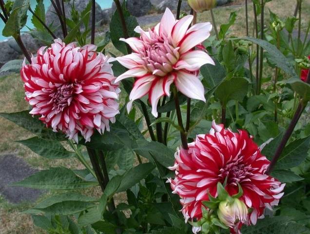 Dahlia Santa Claus