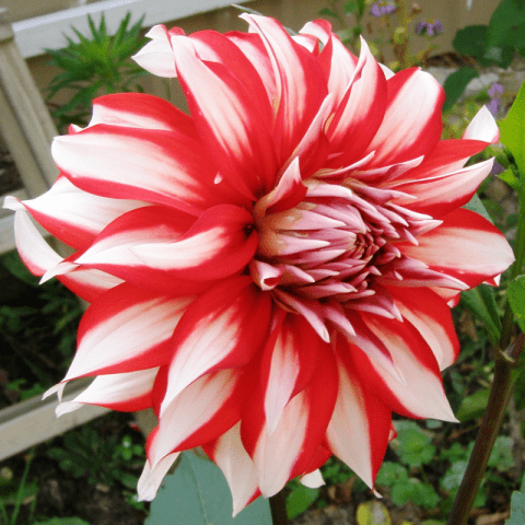 Dahlia Santa Claus