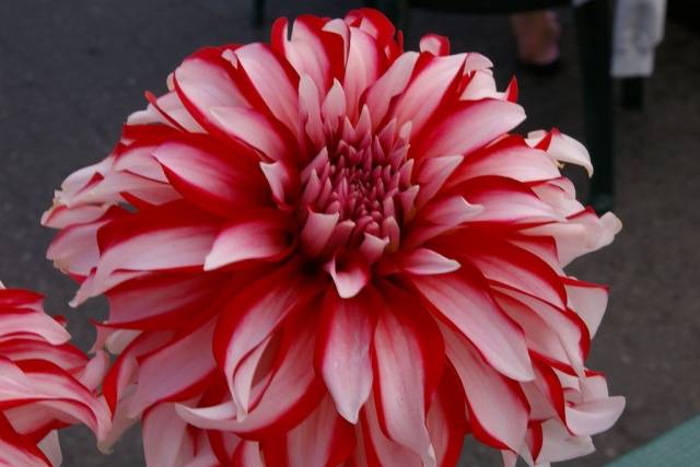 Dahlia Santa Claus