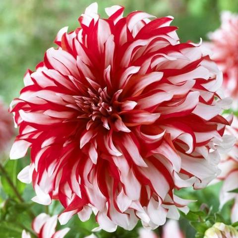 Dahlia Santa Claus