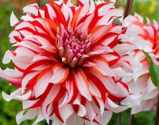 Dahlia Santa Claus