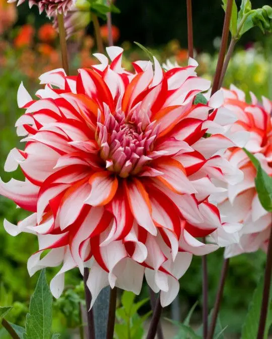 Dahlia Santa Claus