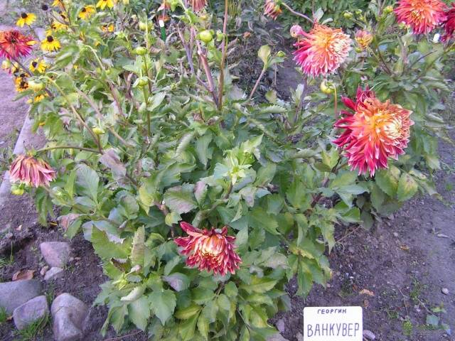 Dahlia Vancouver