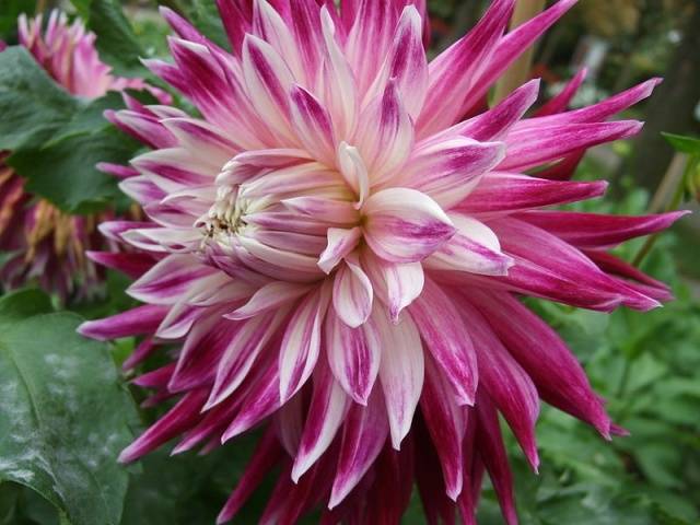 Dahlia Vancouver