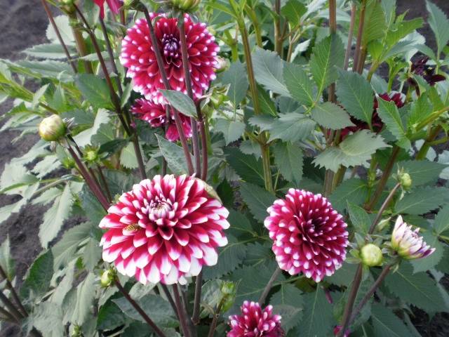 Dahlias: diseases and pests