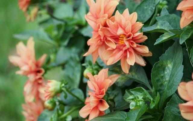 Dahlias: diseases and pests