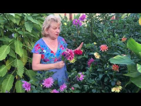 Dahlias: diseases and pests