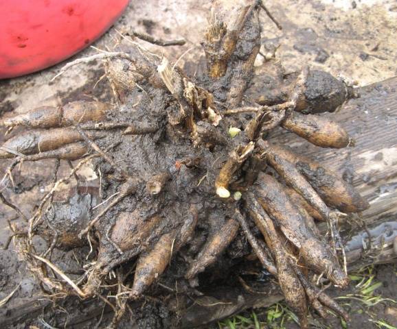 Dahlias: diseases and pests