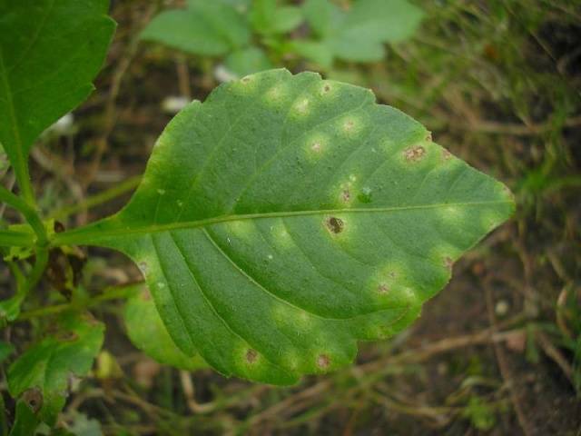 Dahlias: diseases and pests