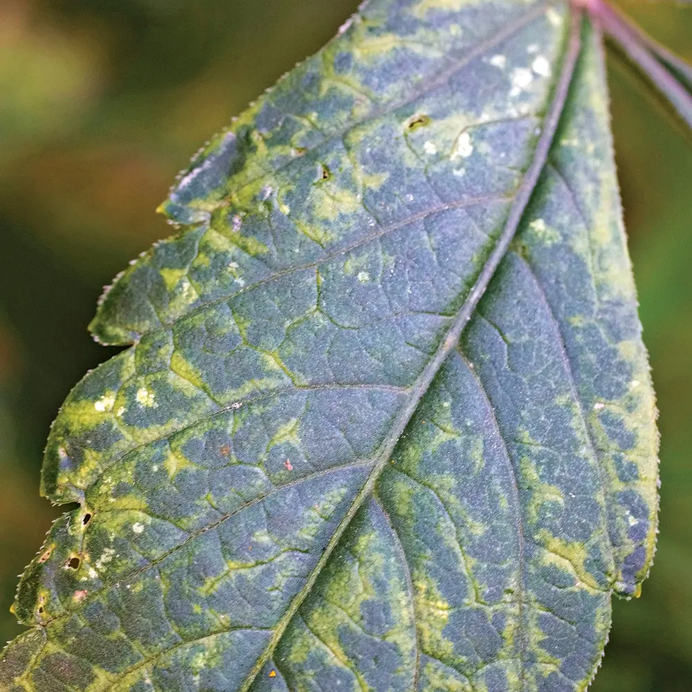 Dahlias: diseases and pests