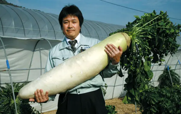 Daikon and radish - one species or different vegetable crops?