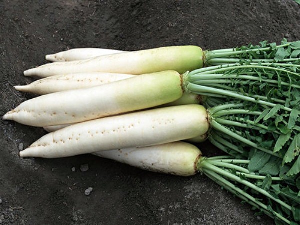 Daikon and radish - one species or different vegetable crops?