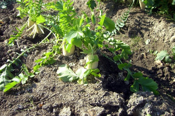 Daikon and radish - one species or different vegetable crops?