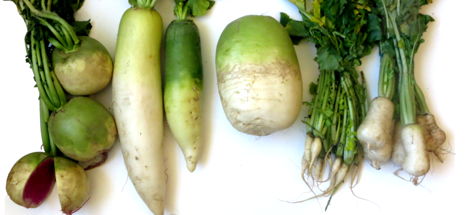 Daikon and radish &#8211; one species or different vegetable crops?