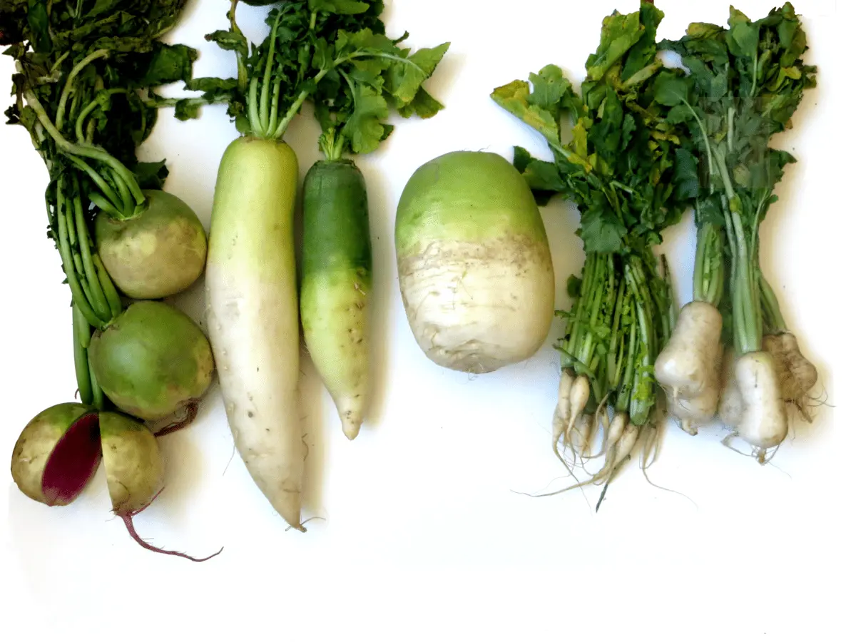 Daikon and radish &#8211; one species or different vegetable crops?