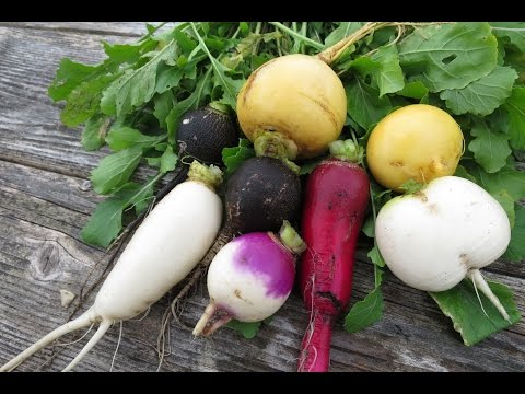 Daikon Minowashi is a popular subspecies of seed radish.