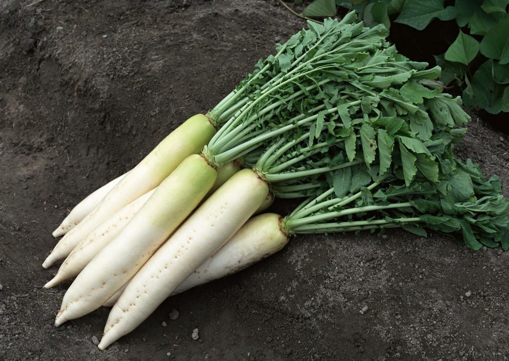 Daikon Minowashi is a popular subspecies of seed radish.