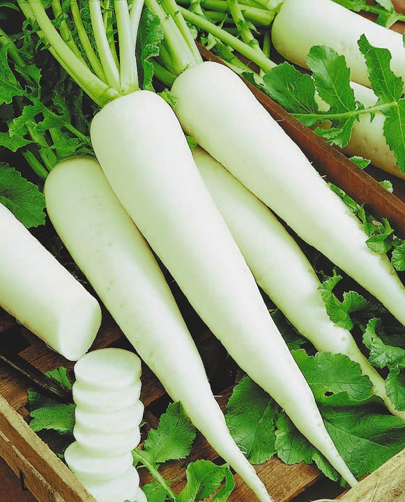 Daikon Minowashi is a popular subspecies of seed radish.