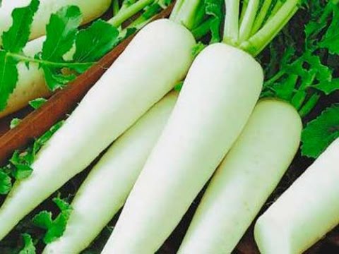 Daikon Minowashi is a popular subspecies of seed radish.