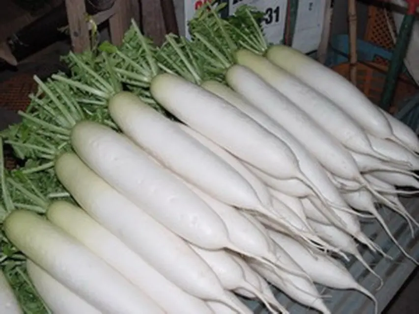 Daikon Minowashi is a popular subspecies of seed radish.