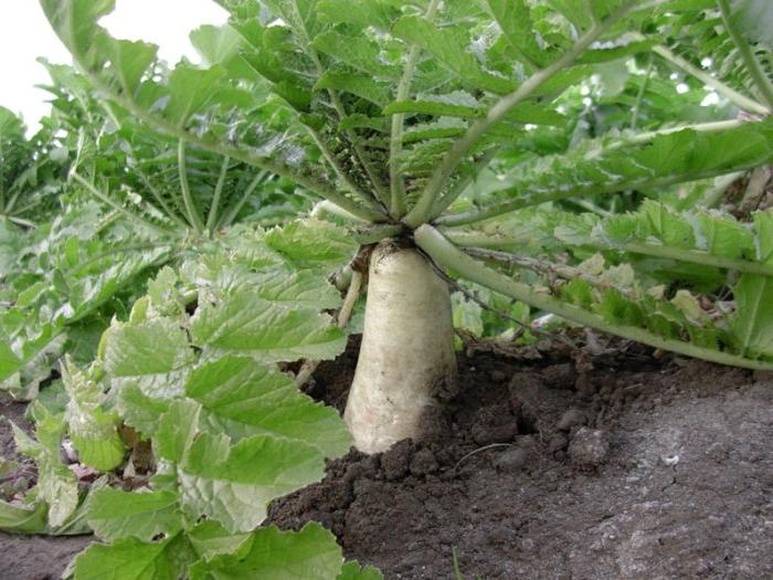 Daikon Minowashi is a popular subspecies of seed radish.