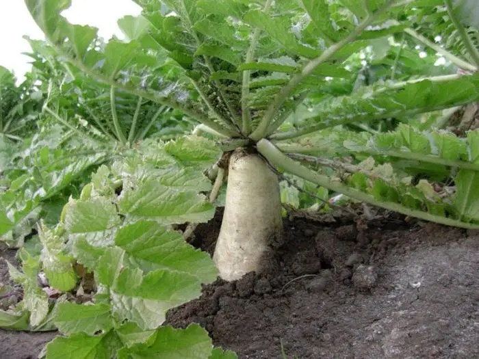 Daikon Minowashi is a popular subspecies of seed radish.