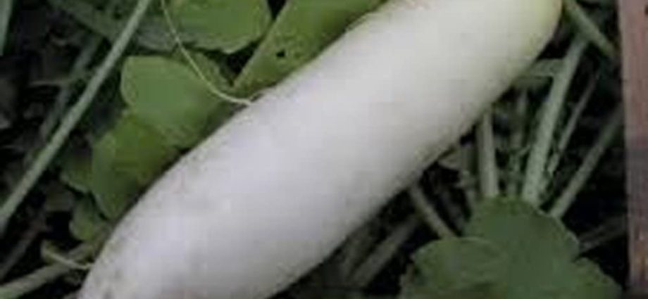 Daikon Minowashi is a popular subspecies of seed radish.