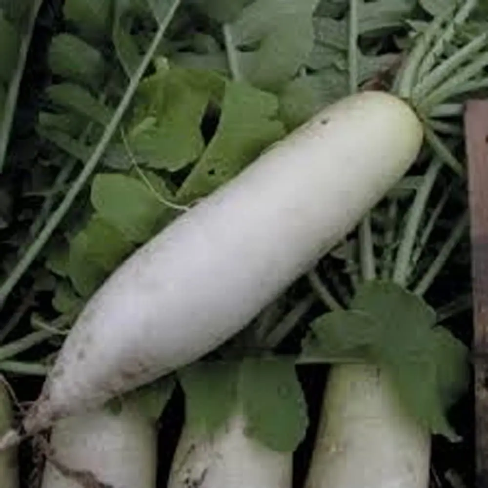 Daikon Minowashi is a popular subspecies of seed radish.